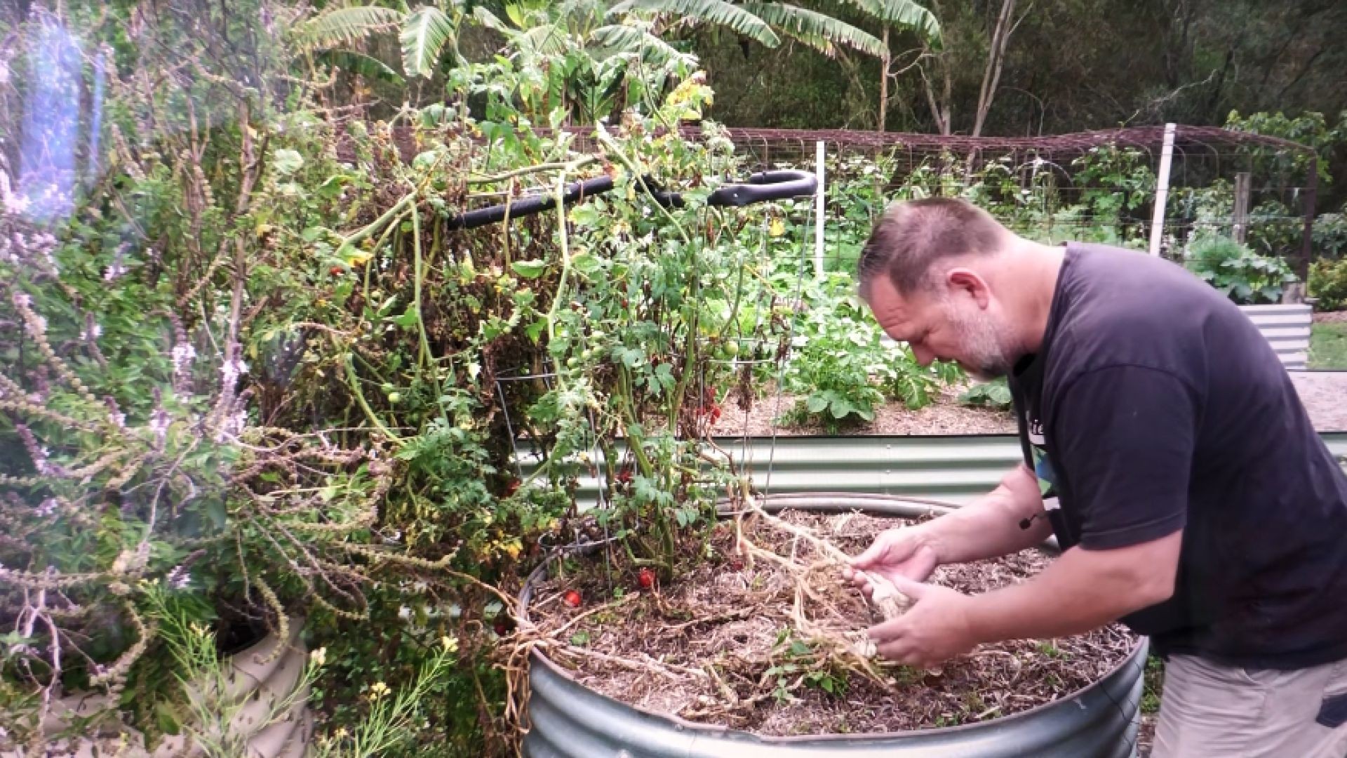 6 Reasons Why Your Garlic Bulbs Are Small... Mark's link below.